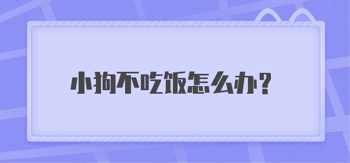 小狗不吃饭怎么办？