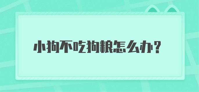 小狗不吃狗粮怎么办?