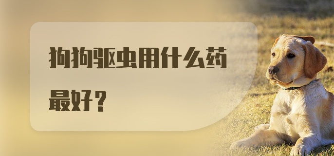 狗狗驱虫用什么药最好?