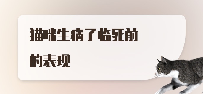 猫咪生病了临死前的表现