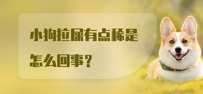 小狗拉屎有点稀是怎么回事？