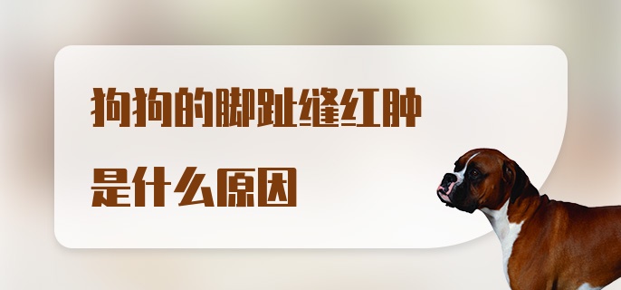 狗狗的脚趾缝红肿是什么原因