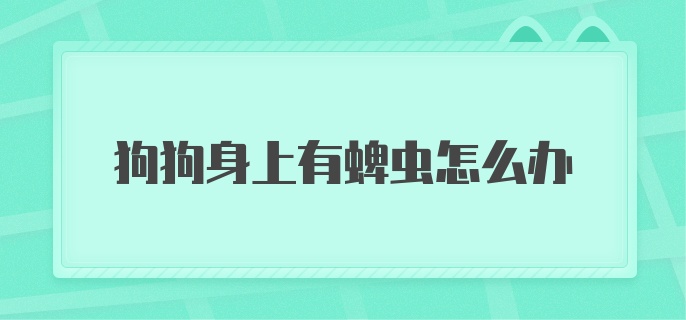 狗狗身上有蜱虫怎么办?