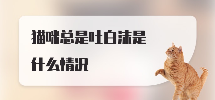 猫咪总是吐白沫是什么情况