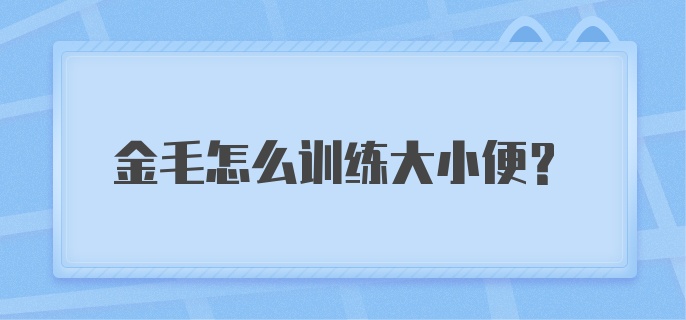 金毛怎么训练大小便？