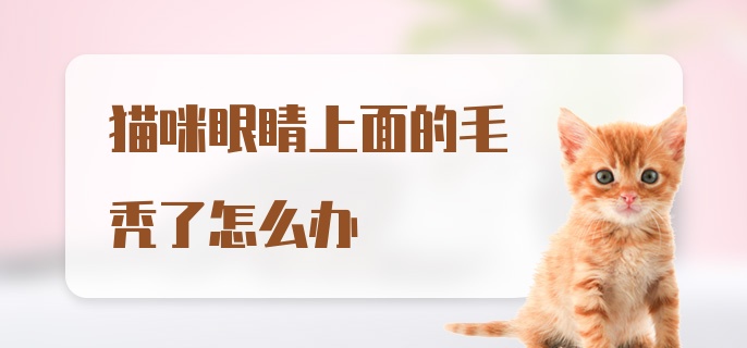 猫咪眼睛上面的毛秃了怎么办