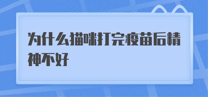 为什么猫咪打完疫苗后精神不好