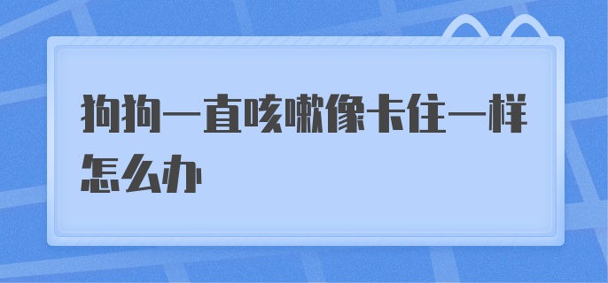 狗狗一直咳嗽像卡住一样怎么办