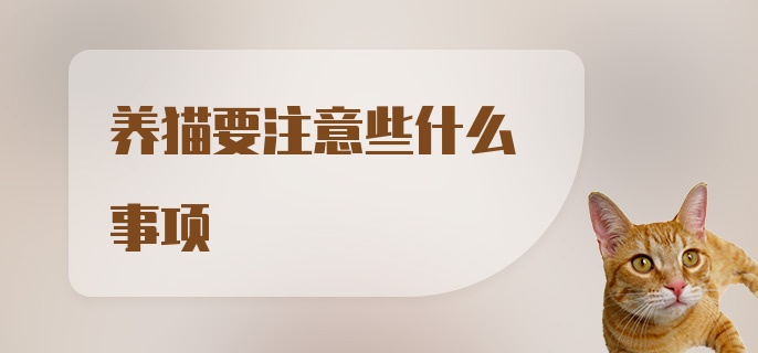 养猫要注意些什么事项