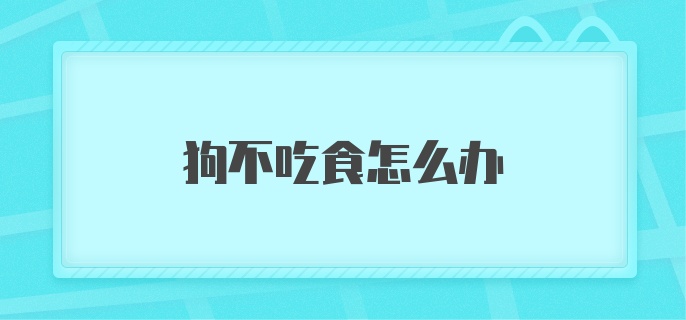 狗不吃食怎么办