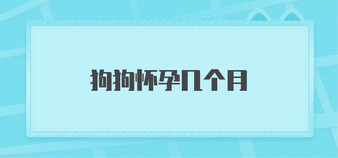 狗狗怀孕几个月