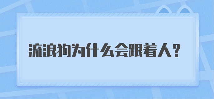 流浪狗为什么会跟着人？