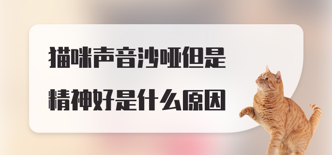 猫咪声音沙哑但是精神好是什么原因