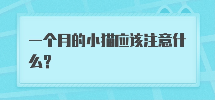 一个月的小猫应该注意什么？