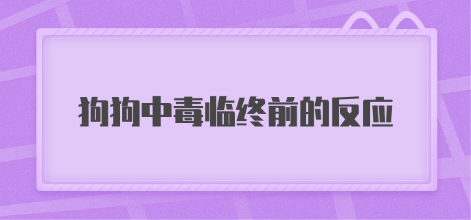 狗狗中毒临终前的反应