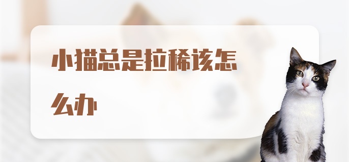 小猫总是拉稀该怎么办