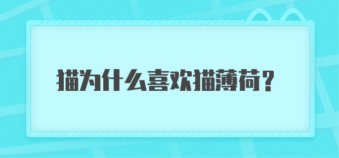 猫为什么喜欢猫薄荷?