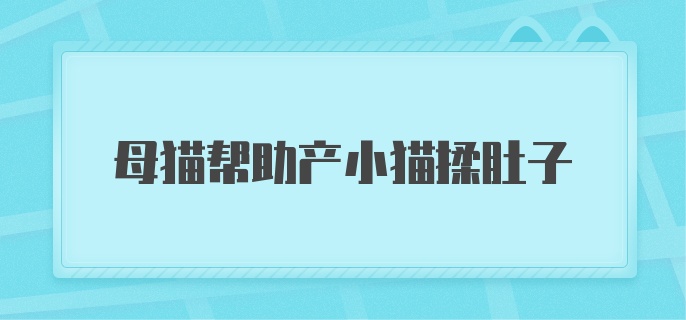 母猫帮助产小猫揉肚子