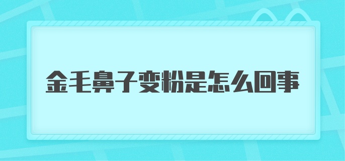 金毛鼻子变粉是怎么回事