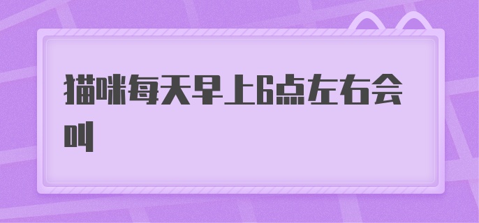 猫咪每天早上6点左右会叫