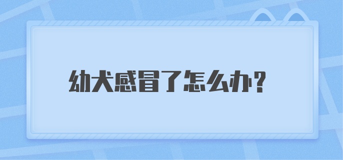 幼犬感冒了怎么办？