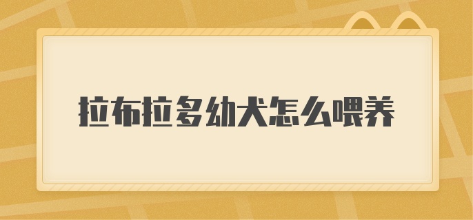 拉布拉多幼犬怎么喂养