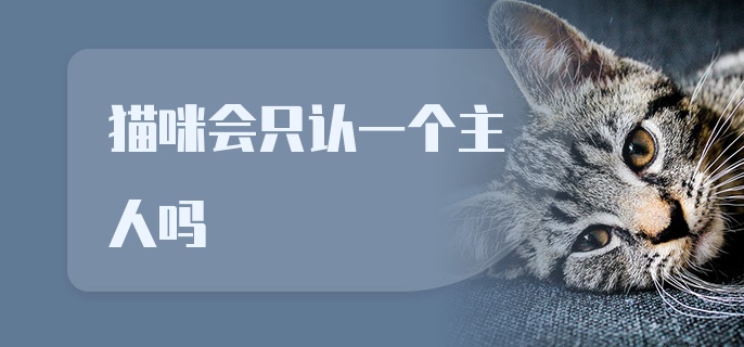 猫咪会只认一个主人吗