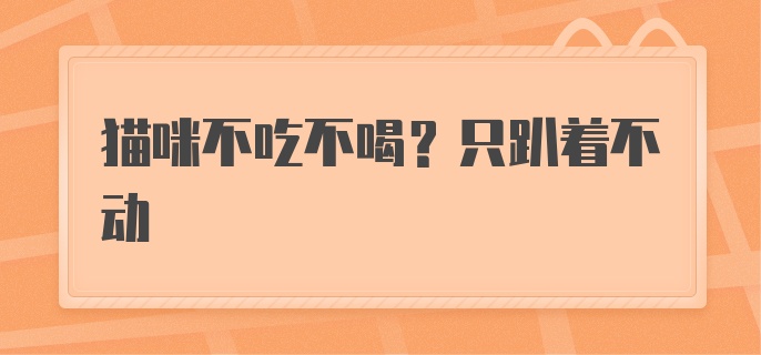 猫咪不吃不喝？只趴着不动