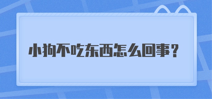 小狗不吃东西怎么回事？