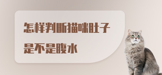 怎样判断猫咪肚子是不是腹水