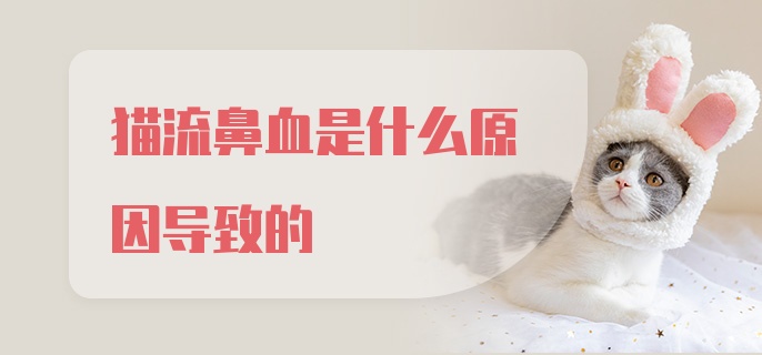 猫流鼻血是什么原因导致的