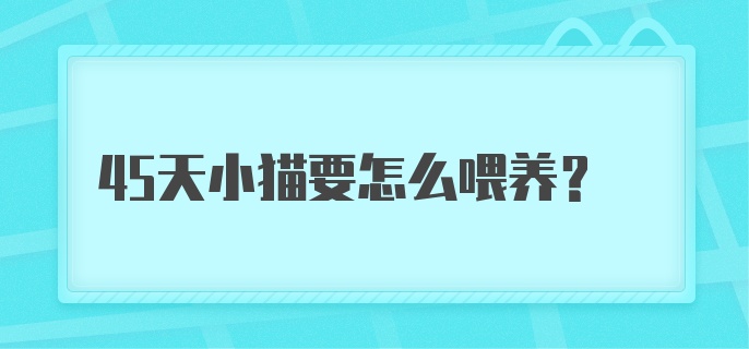 45天小猫要怎么喂养?