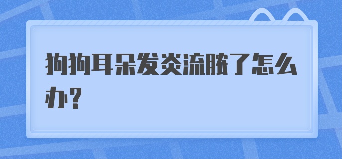 狗狗耳朵发炎流脓了怎么办？