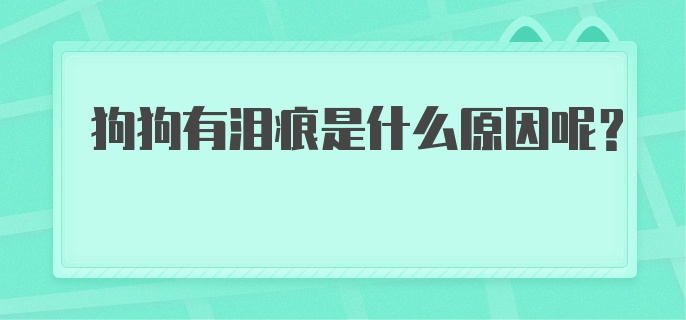 狗狗有泪痕是什么原因呢？