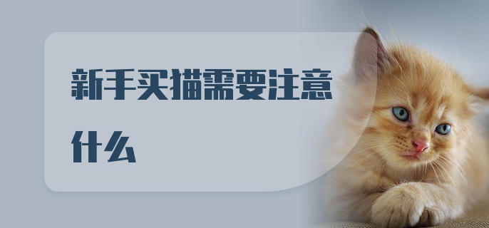 新手买猫需要注意什么