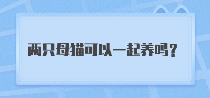 两只母猫可以一起养吗？