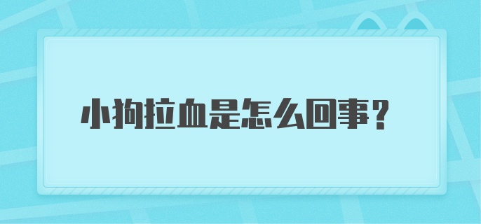 小狗拉血是怎么回事？