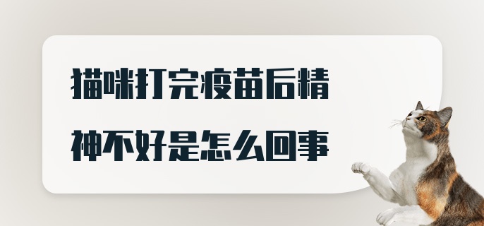 猫咪打完疫苗后精神不好是怎么回事