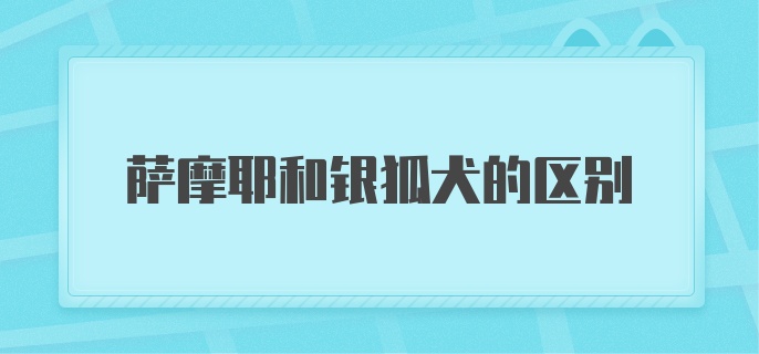 萨摩耶和银狐犬的区别