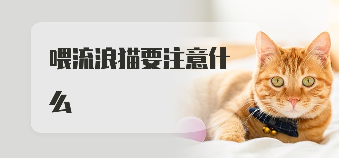 喂流浪猫要注意什么