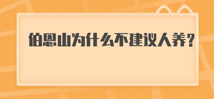 伯恩山为什么不建议人养？