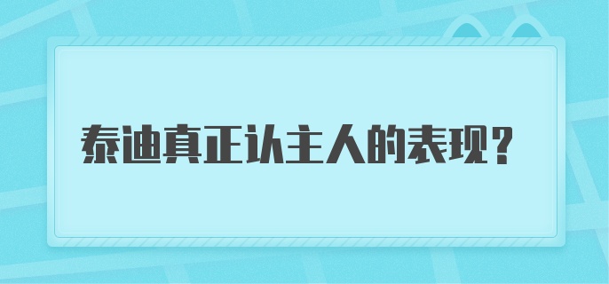 泰迪真正认主人的表现?