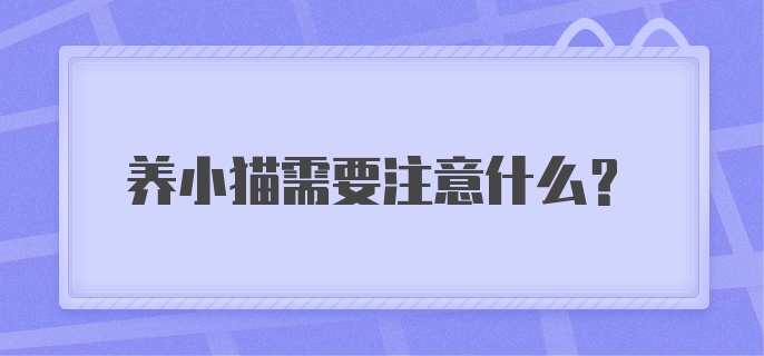 养小猫需要注意什么？