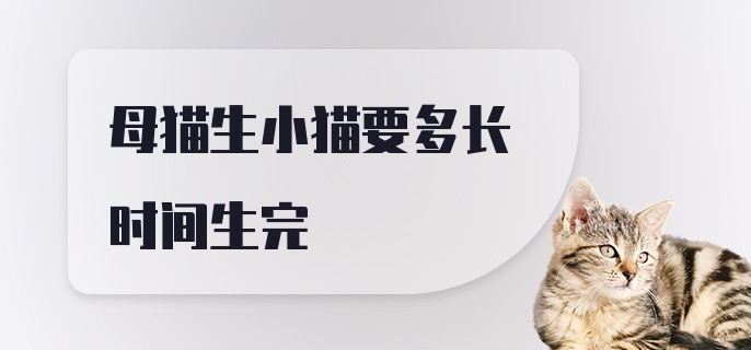 母猫生小猫要多长时间生完