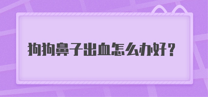 狗狗鼻子出血怎么办好？