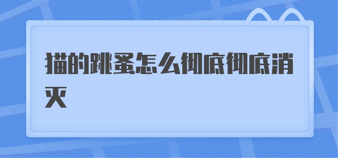 猫的跳蚤怎么彻底彻底消灭