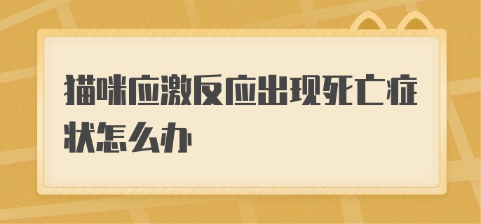 猫咪应激反应出现死亡症状怎么办