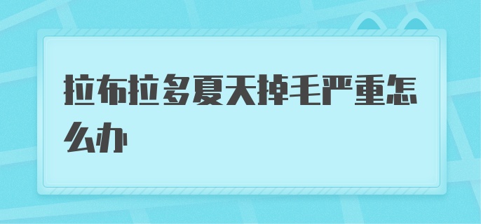 拉布拉多夏天掉毛严重怎么办