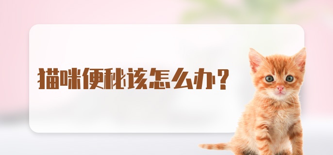 猫咪便秘该怎么办？