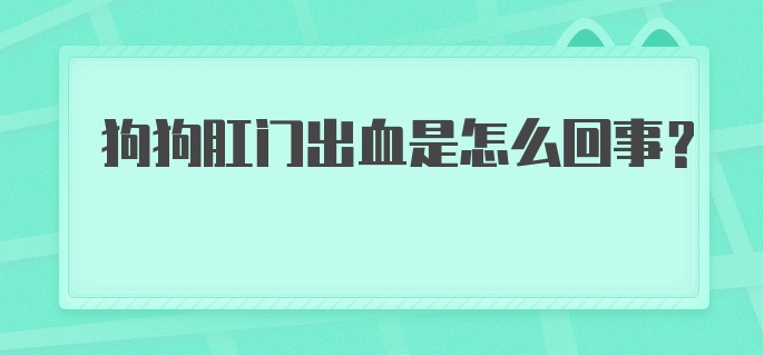 狗狗肛门出血是怎么回事？